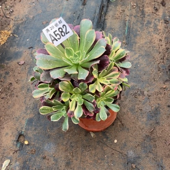 582金丝雀不包断枝