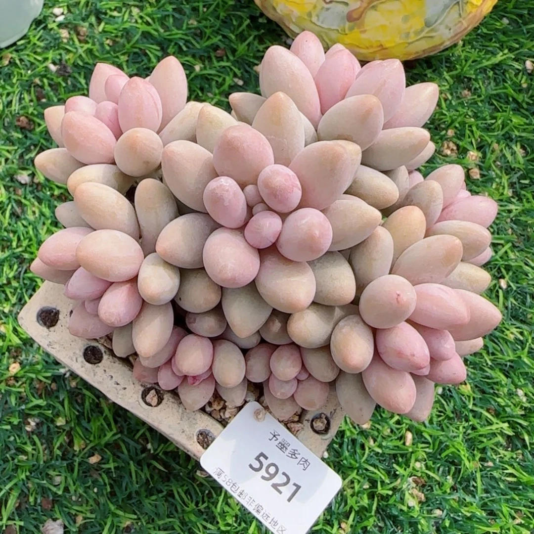 粉色恋人，5921多肉植物