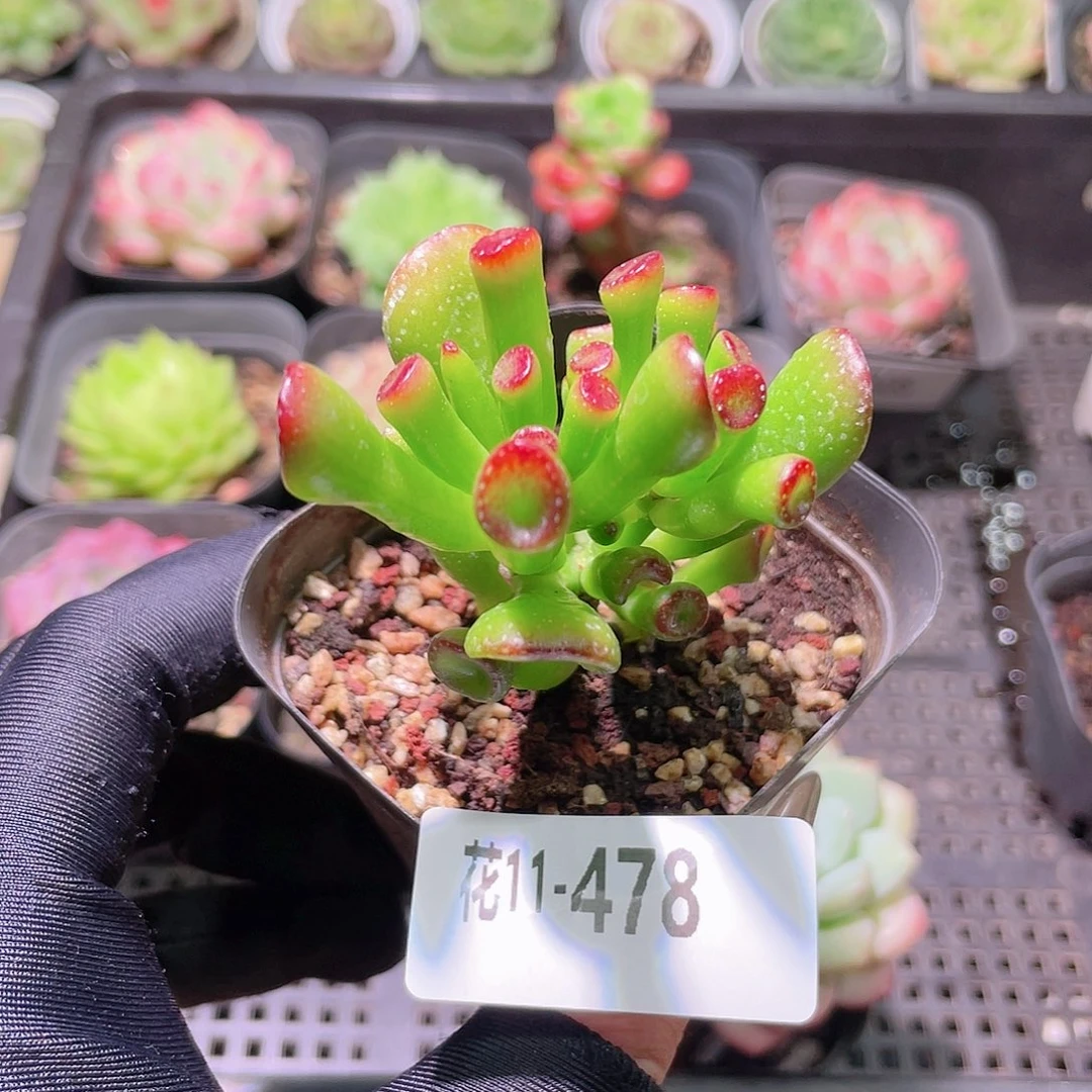 花利美11-478吸财树