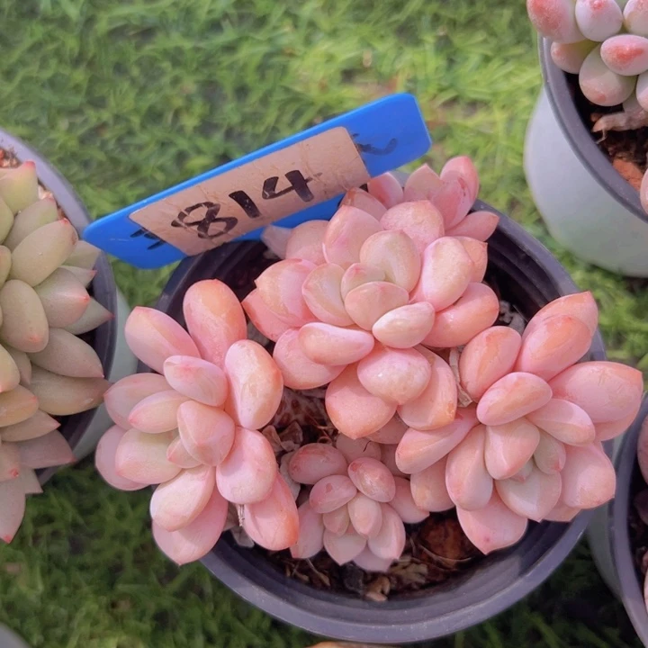 健健康康平平安安