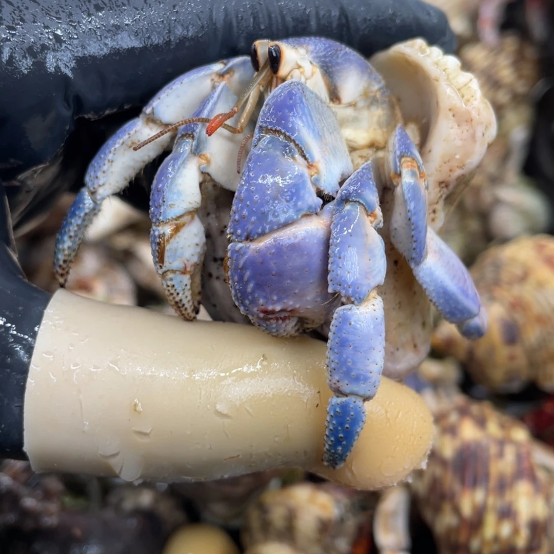 不退不换活体宠物5