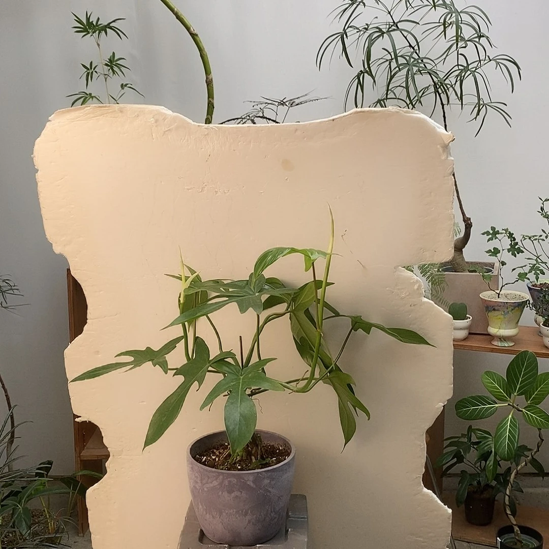 无花朵飞机蔓绿绒（含盆）