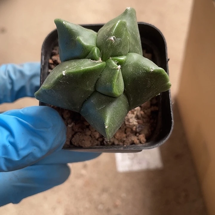当前无花栽培后可以开花009仙人球开花植物