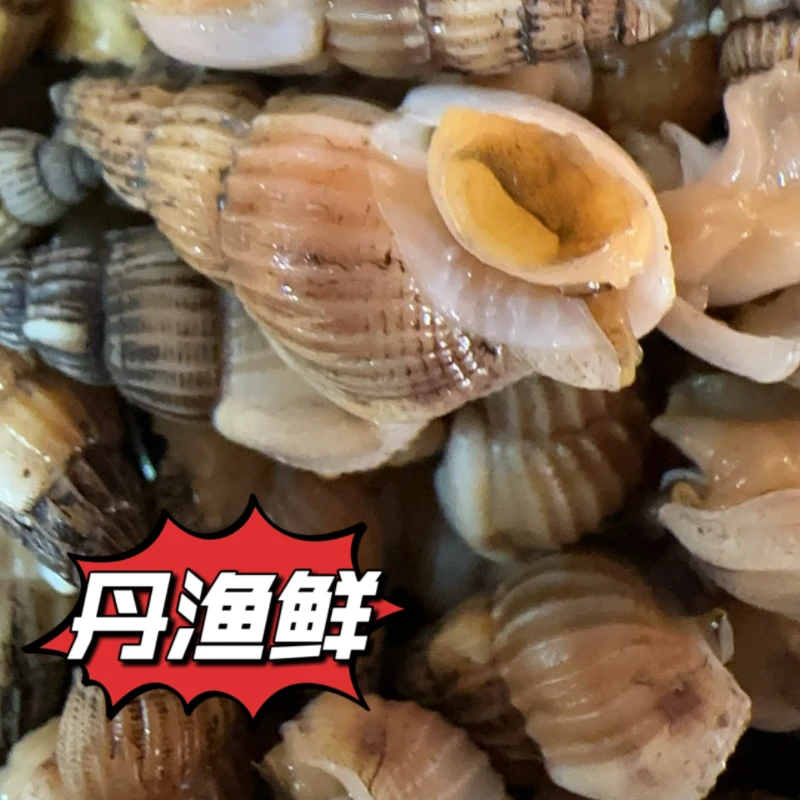 丹渔鲜专属推荐盘锦超肥小中号海锥儿海瓜子顺丰鲜活发货