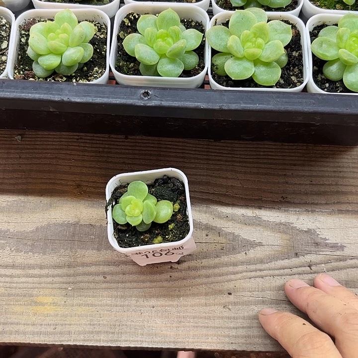 106 号盆一个满20包邮