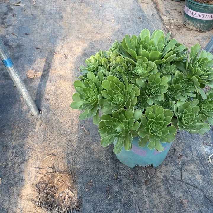 11阳光多肉植物多肉