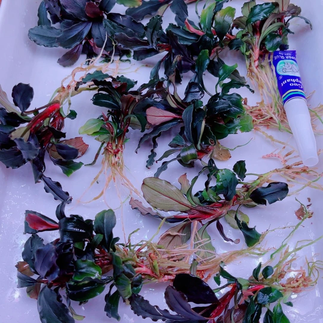 用***3美小呆哇塞套餐一份