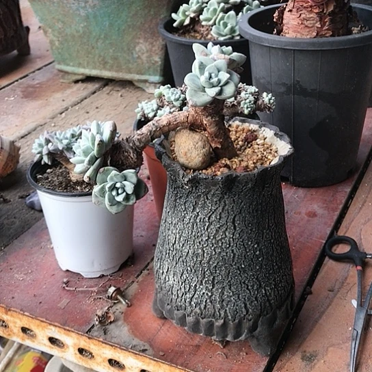 韩货苹果叶仙女棒杯