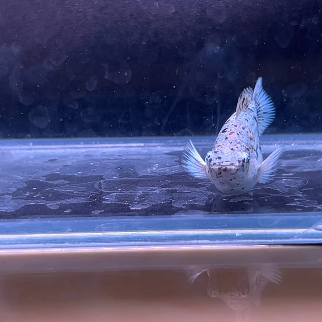 孔雀鱼奶牛玛丽两条