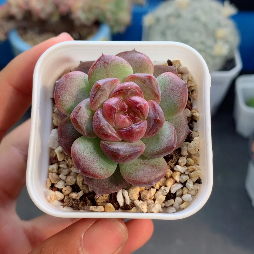 58包邮  群生不包整03