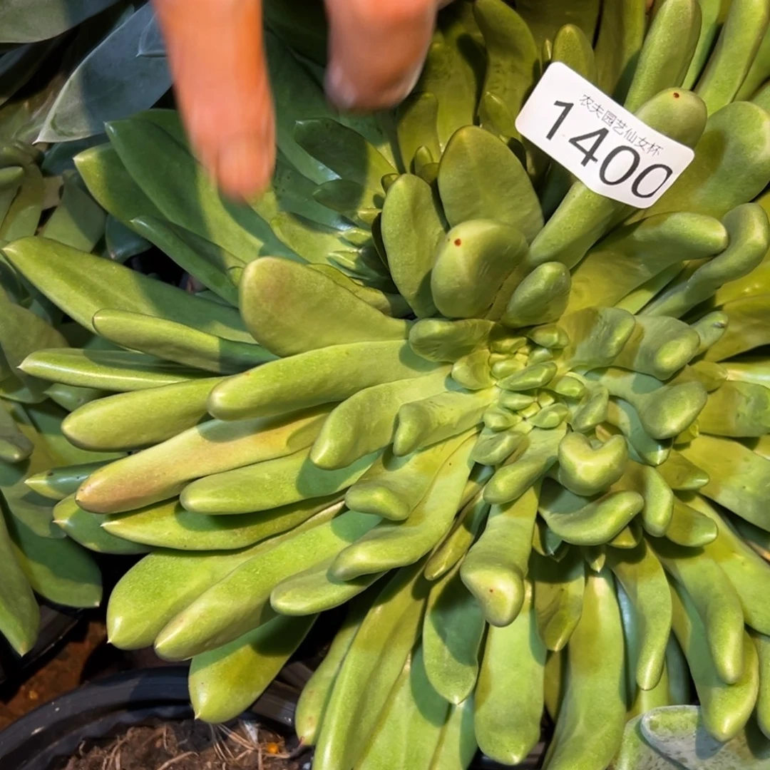 我****p绿拇指仙女杯多肉仙女杯多肉。