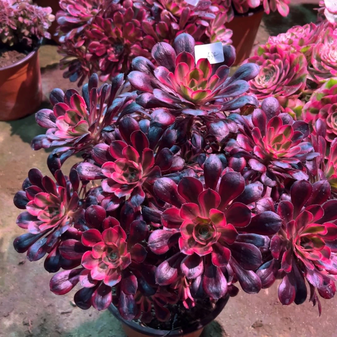 多肉植物丽娜532