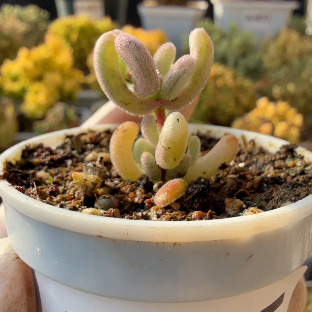 A675紫闪光尺寸小福利