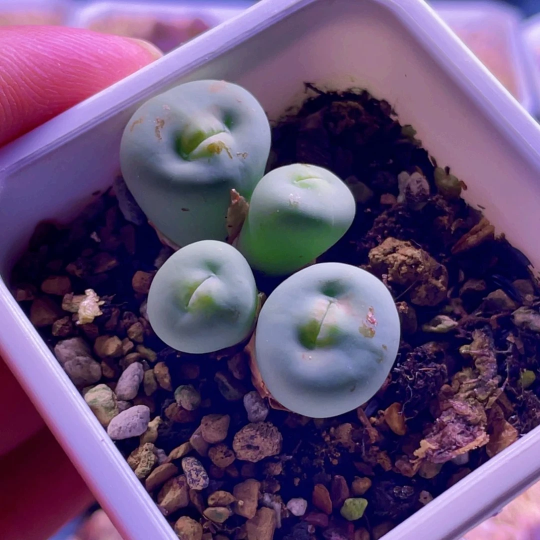 玻尿酸大嘴植物一物一拍