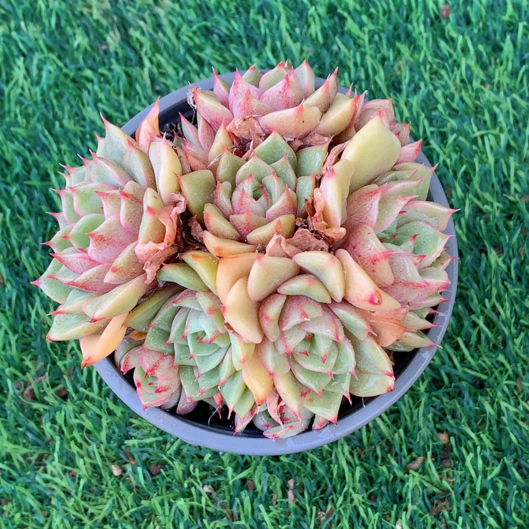 本吧群6-8CM【花界草堂】精品多肉阳台盆栽新手易养一单包邮