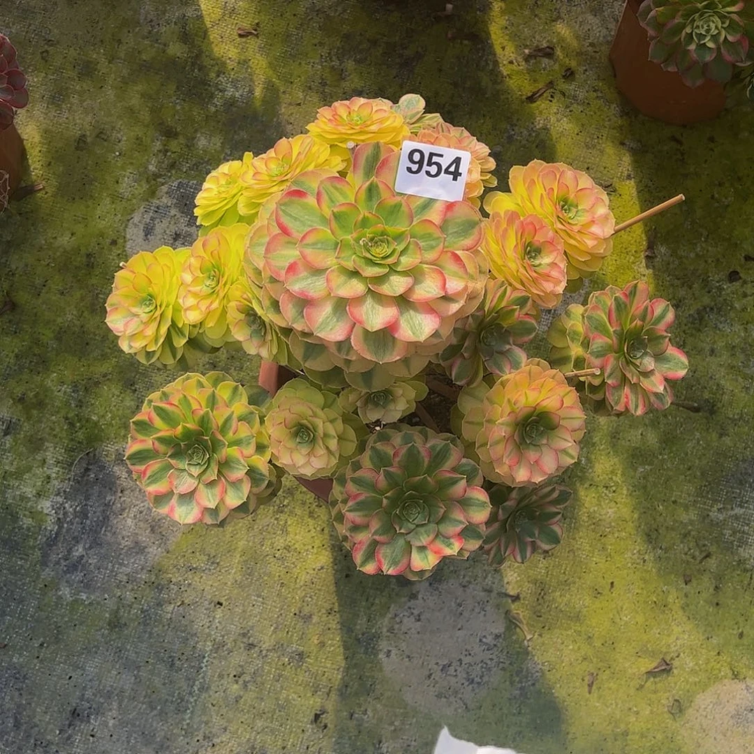 学***舞肉雨荷000000000954