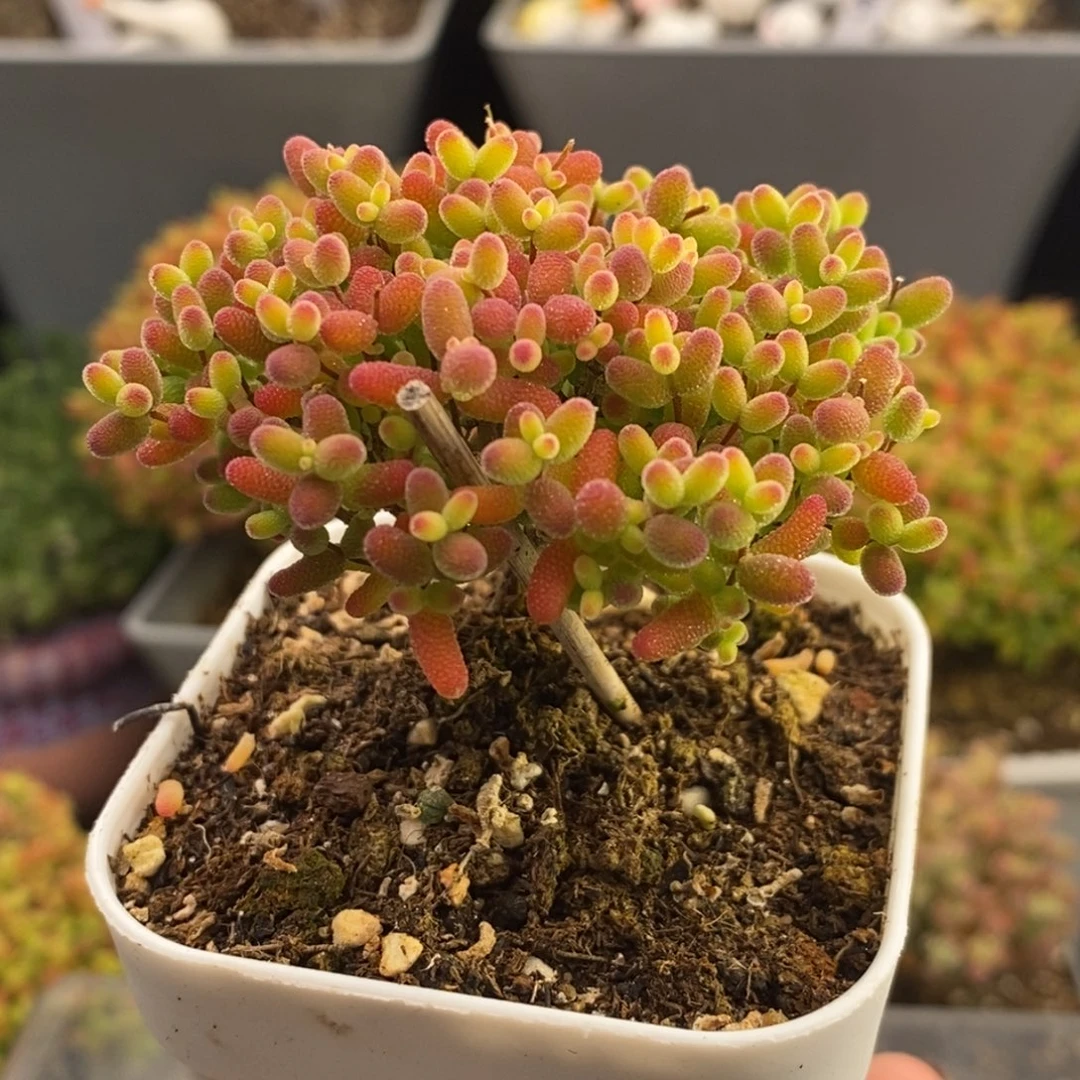 完全开放53号蜜橘糖球（6.5cm）