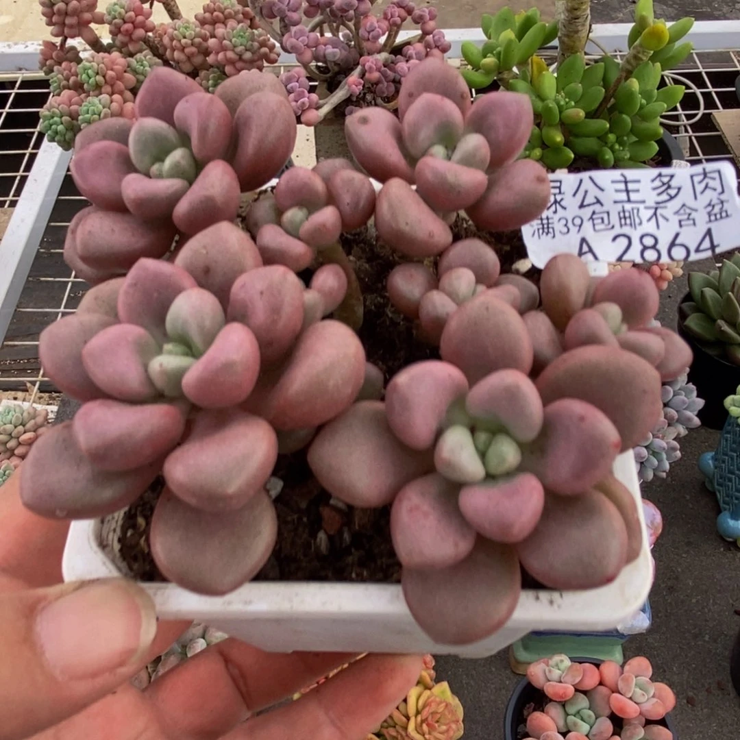 2864先锋派8cm多肉