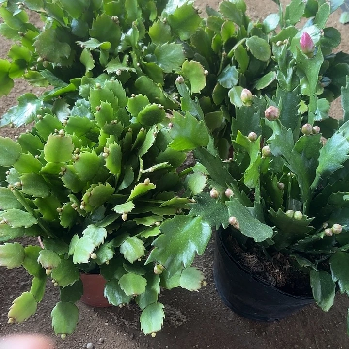 l***9当前无花栽培后可以开花