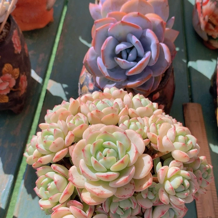 香草自然无砍老庄