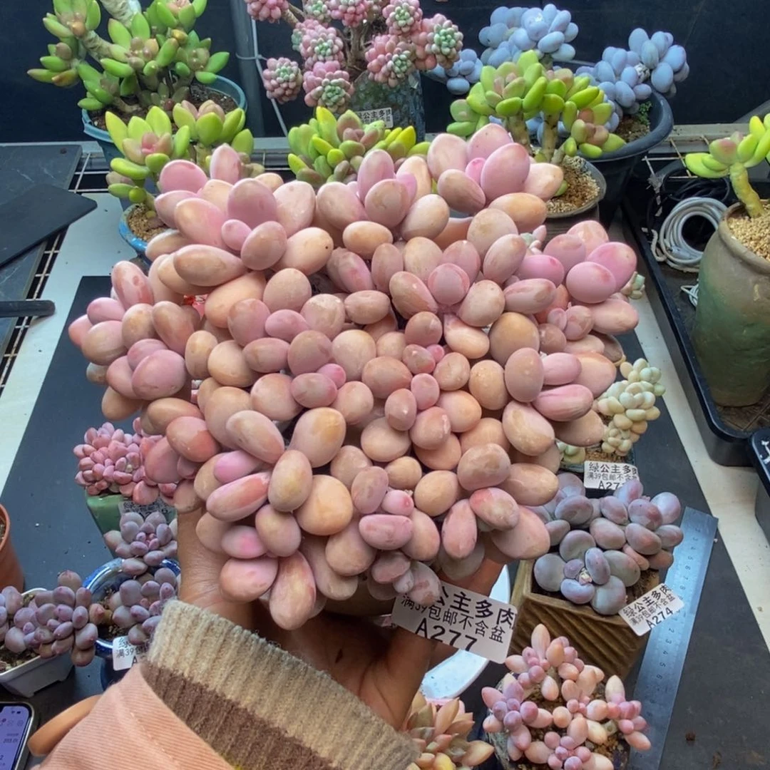 277糖果桃蛋多肉12cm有断枝