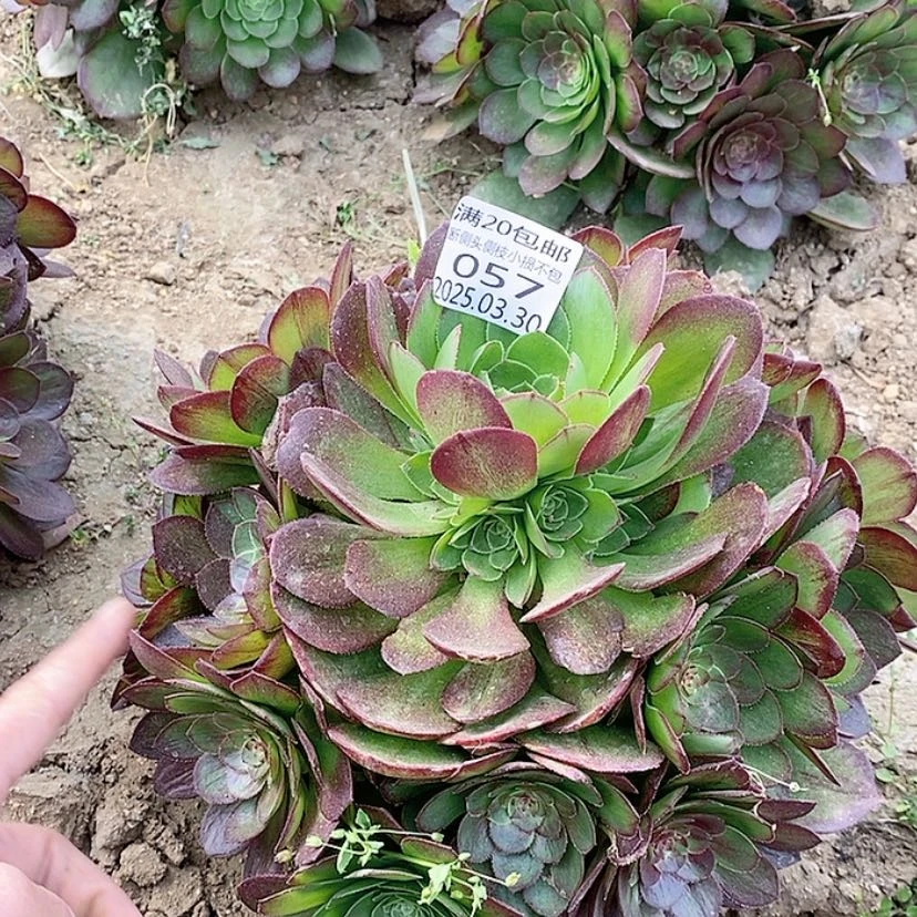 【闪购商品】3.30-57花月夜多肉植物