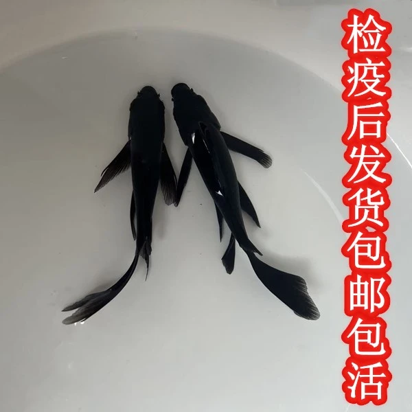精品黑金鱼冷水淡水观赏鱼活体好养耐活易上手新手必选鱼观赏鱼