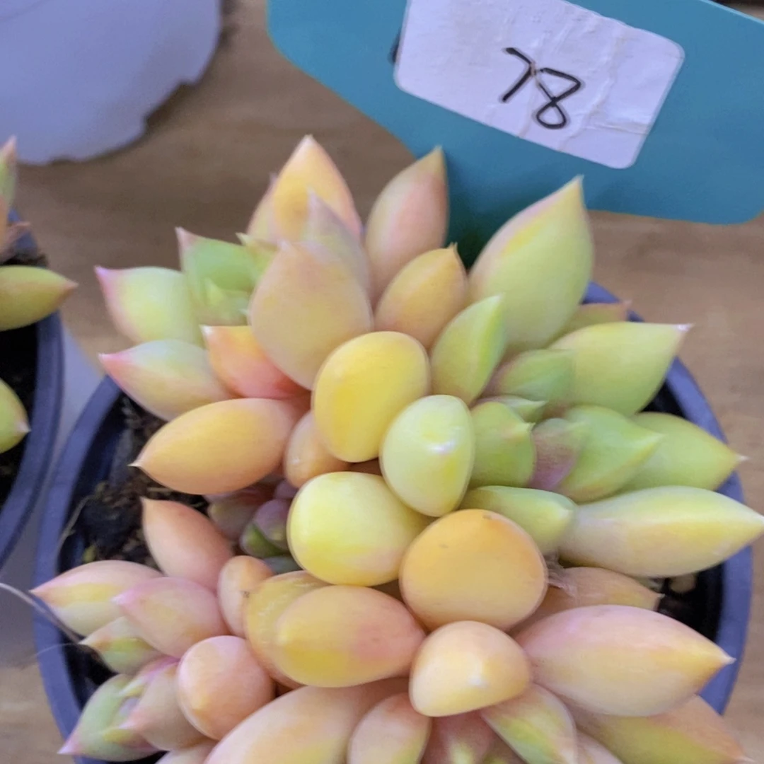 每天100颗，第3场开始