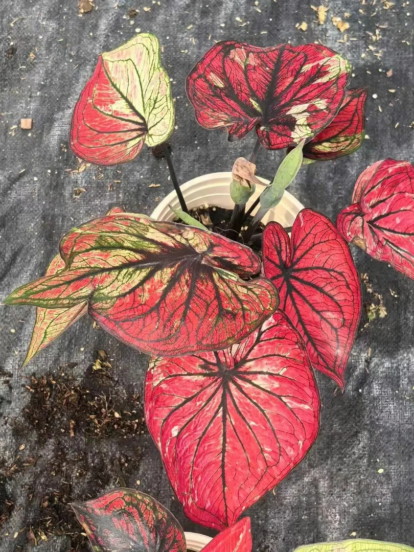 蜘蛛侠彩叶芋室内观叶植物网红ins风懒人绿植