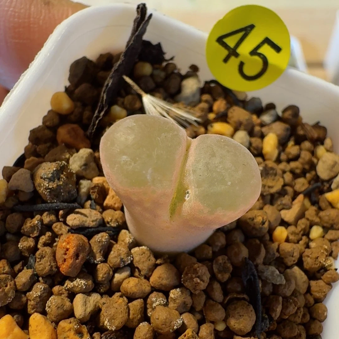 长****盗45......多肉.....