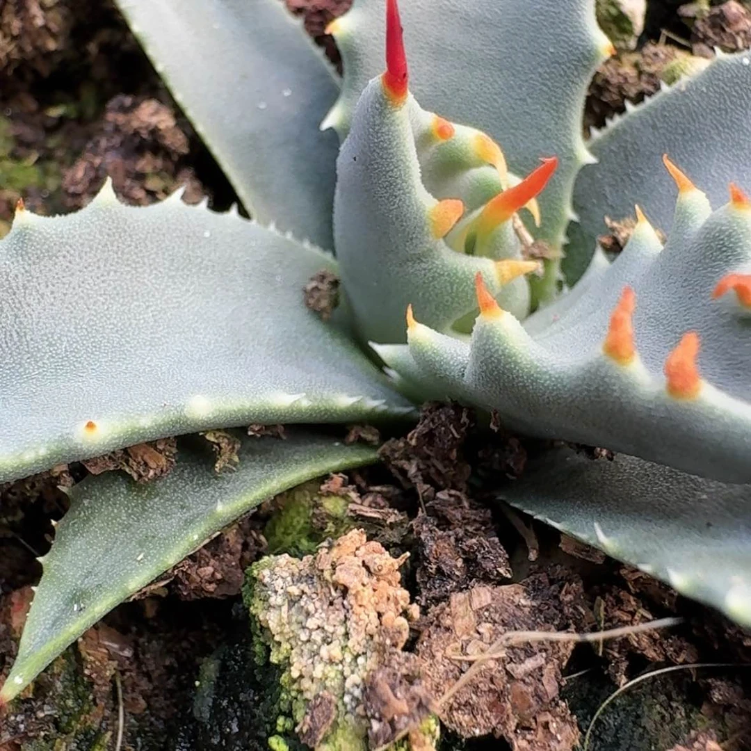 【闪购商品】16哈哈哈哈哈哈哈