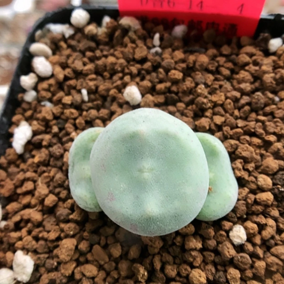 【闪购商品】6-14-4 毛饼杂绿豆糕一群