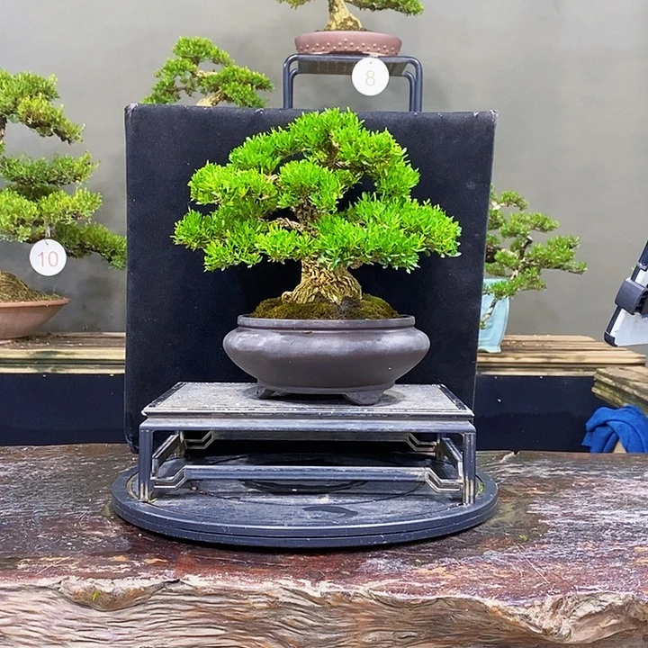 无花朵黄杨盆景四季常青