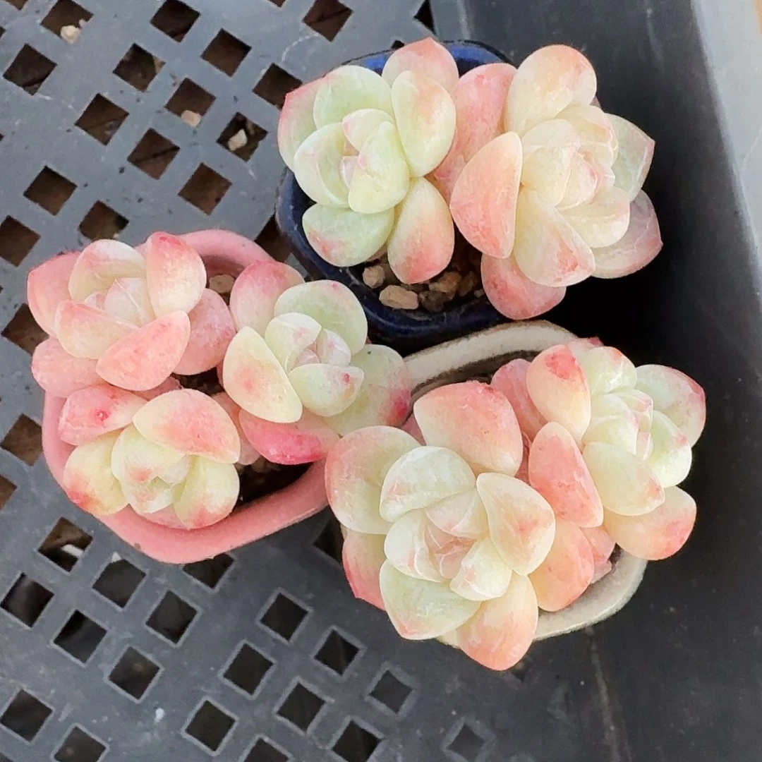 拇指冰玉带瓷盆3颗