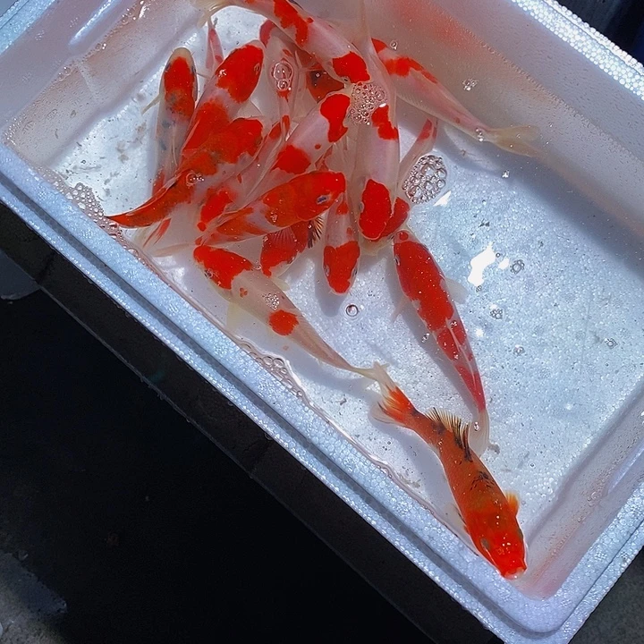 变***歌锦鲤锦鲤活鱼开箱包活