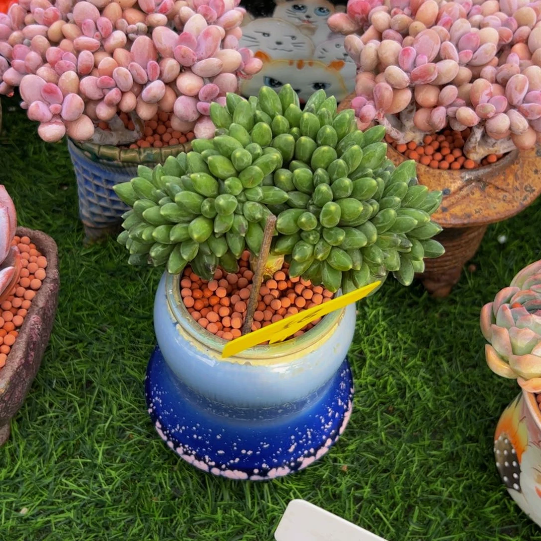 妹***糖千代田缀多肉植物