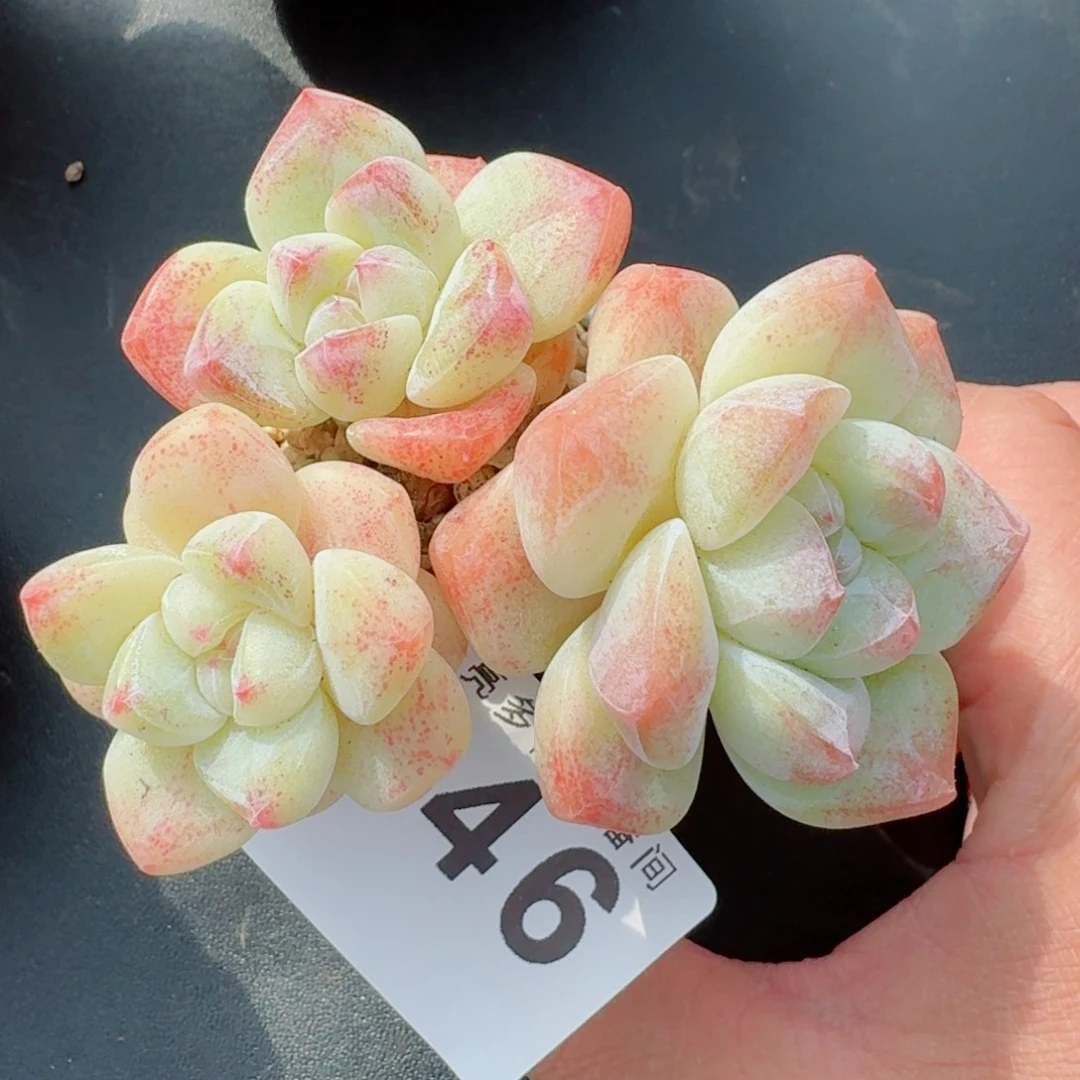 樱花冰玉      愿你一路坦途，乘风破浪展宏图