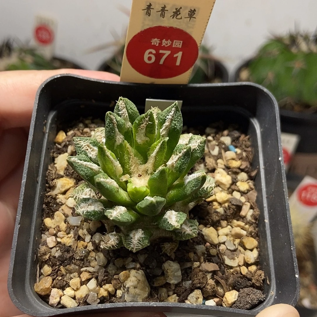 自根黑牡丹锦一颗仙人球