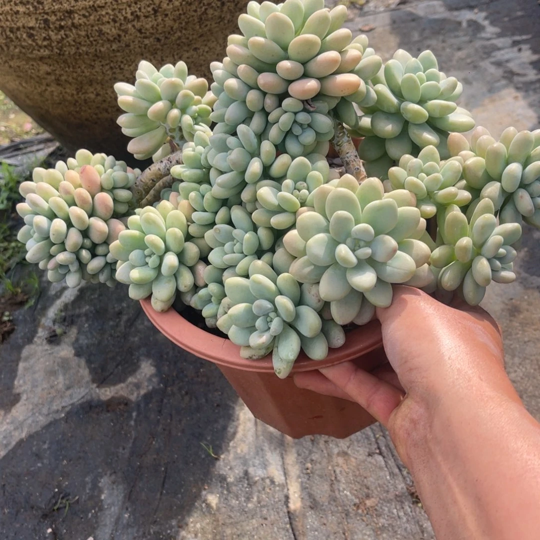 小***傲多肉植物洛神
