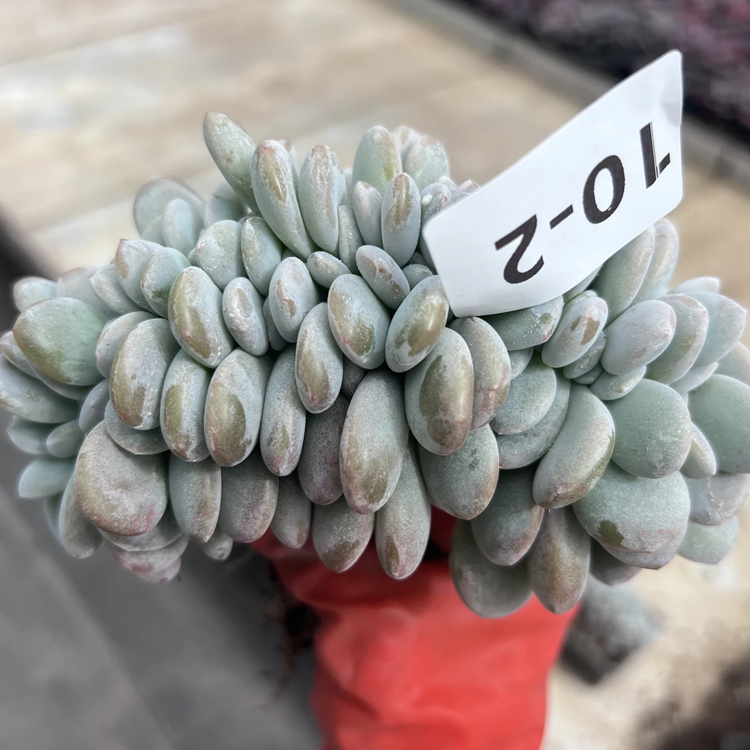 粉兔缀多肉绿植直播间为准