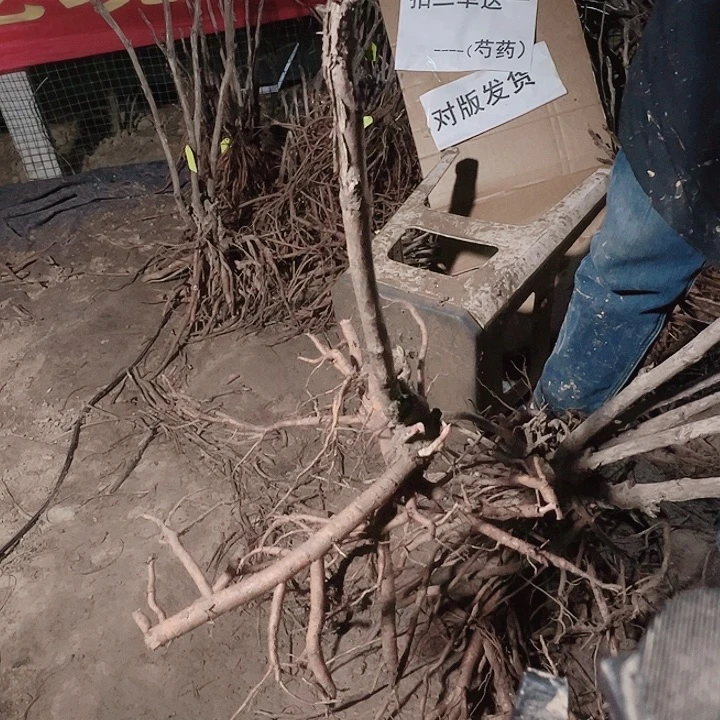 当前无花栽培后可以开花黑豹