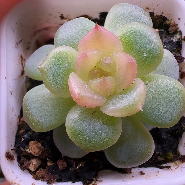 荔枝甜心单头福利