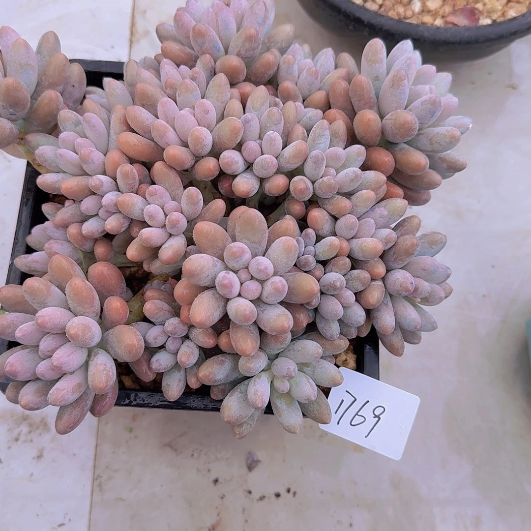 1768汤圆多肉植物