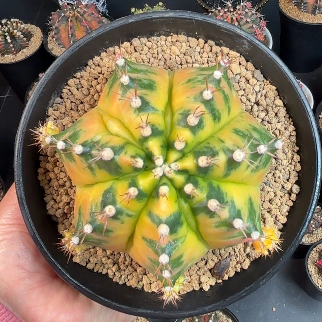 泰系米哈母本仙人球515