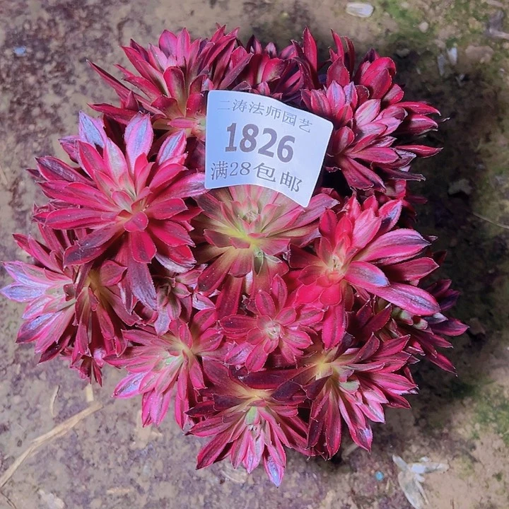 1826凤凰超白多肉2号