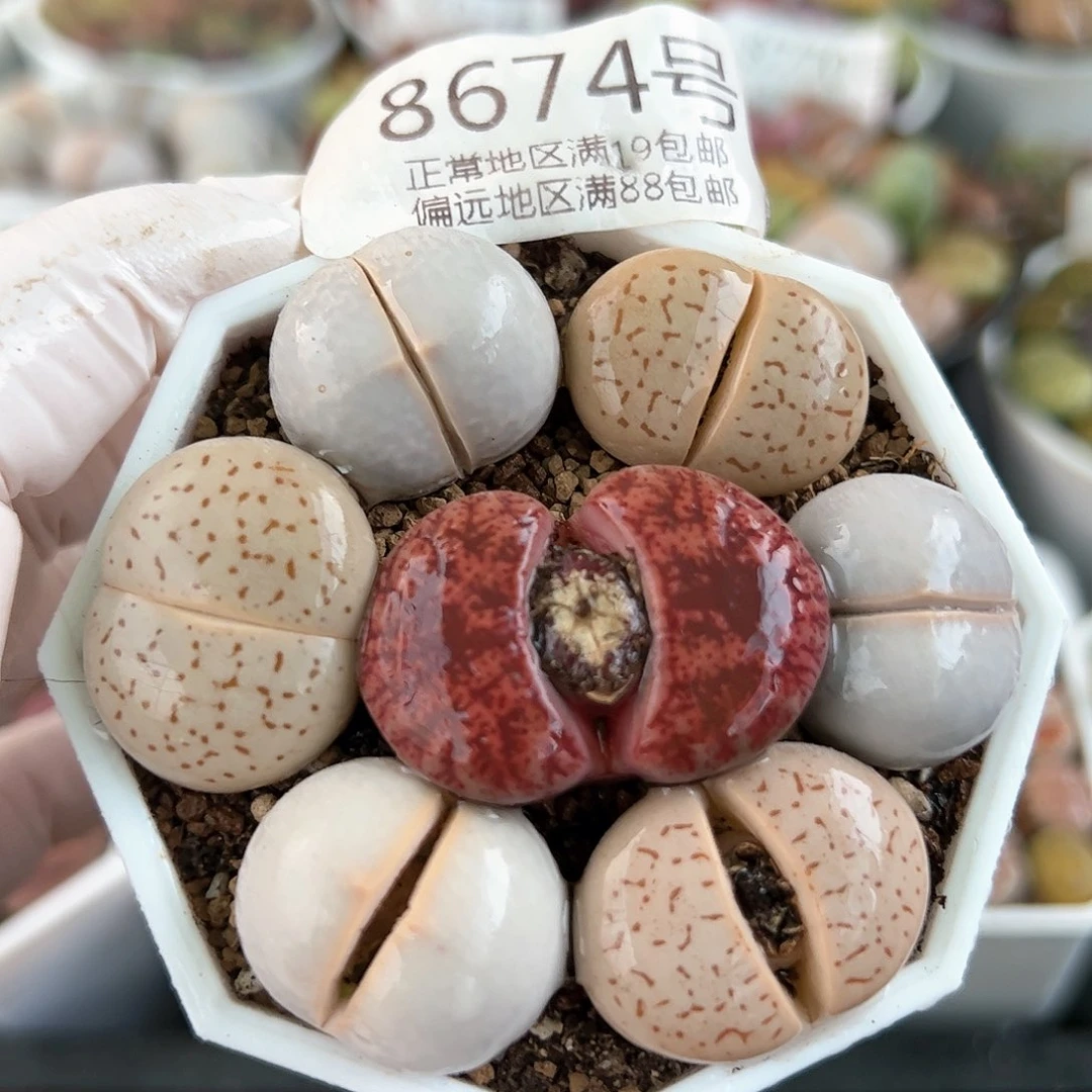 好养易活生石花大母本8674