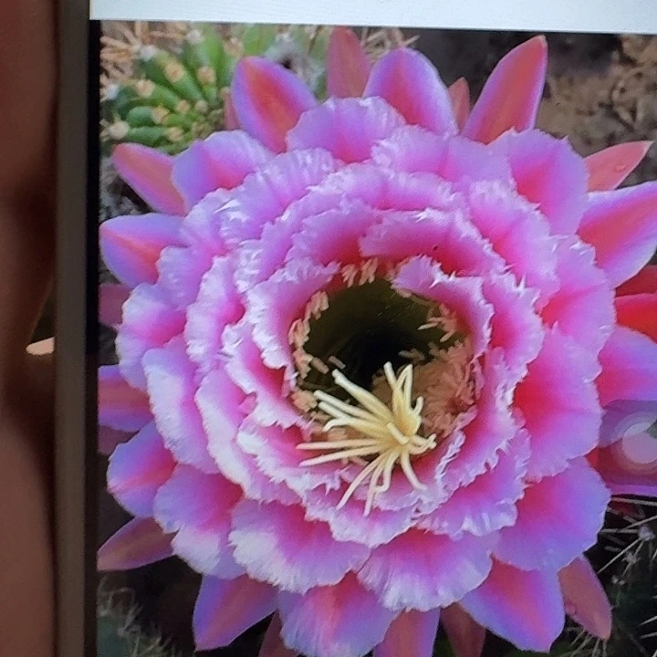 七仙女侧芽5公分毛花柱