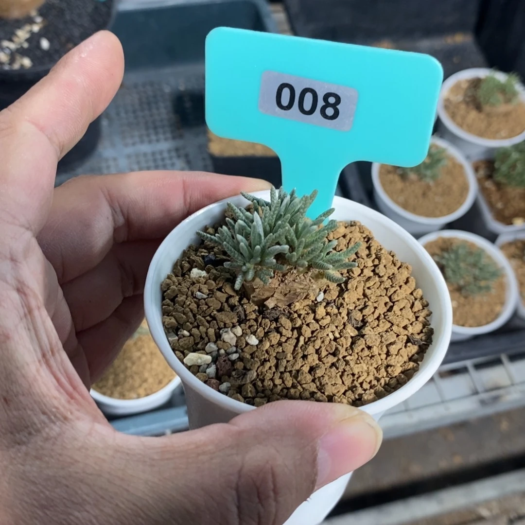 任锦多肉植物一个