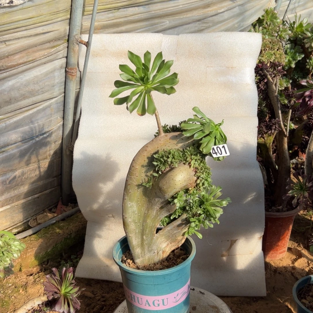 有伤原始绿401高度38