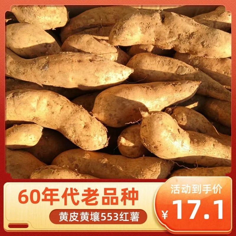 黄心红薯狼牙山红薯地瓜番薯黄皮黄心黄壤山芋老品种干面甜红薯